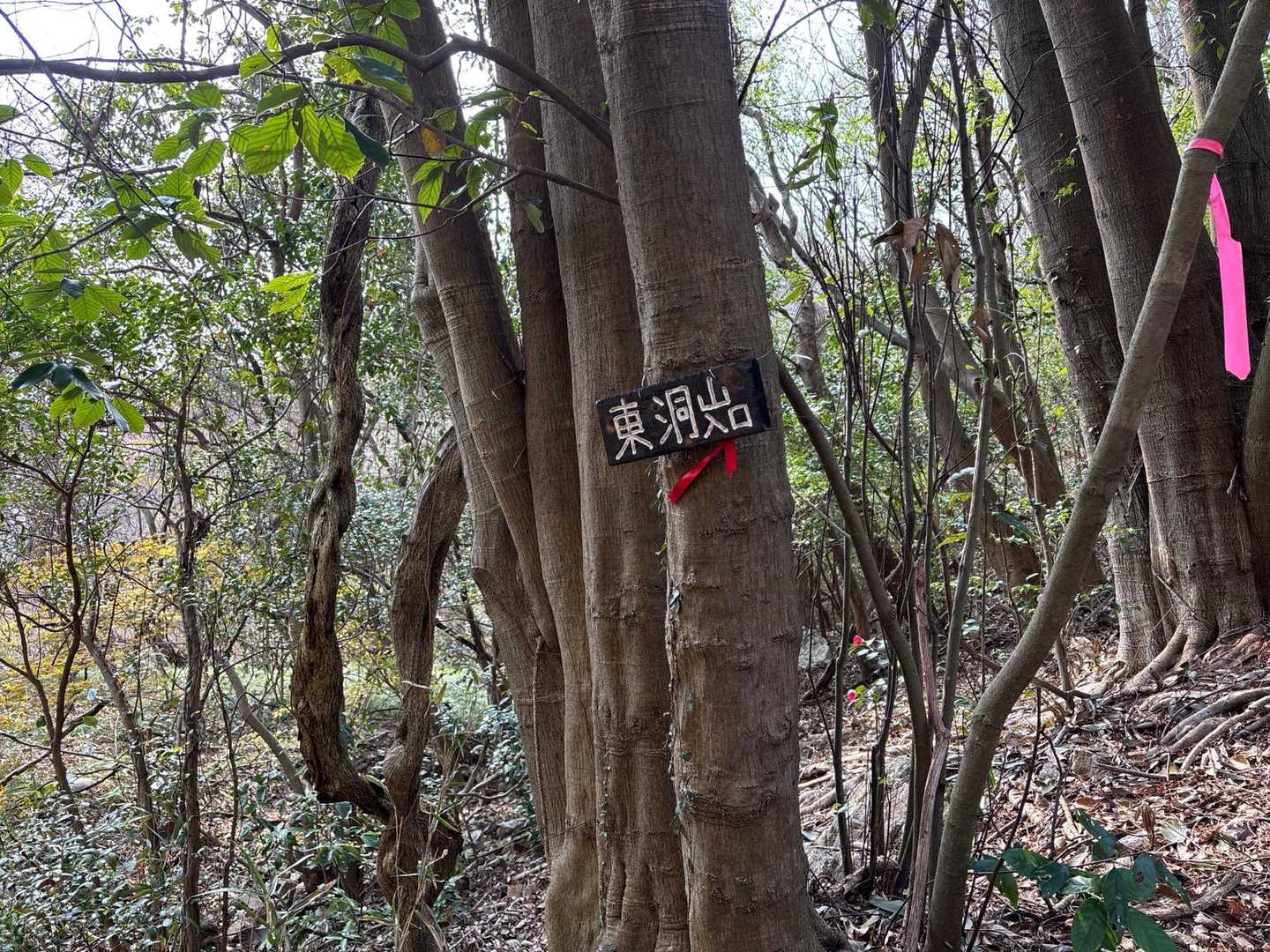 こちらに下山して来ました
無事下山🙏
さあ、カタクリの花🌸を見に行きます😊