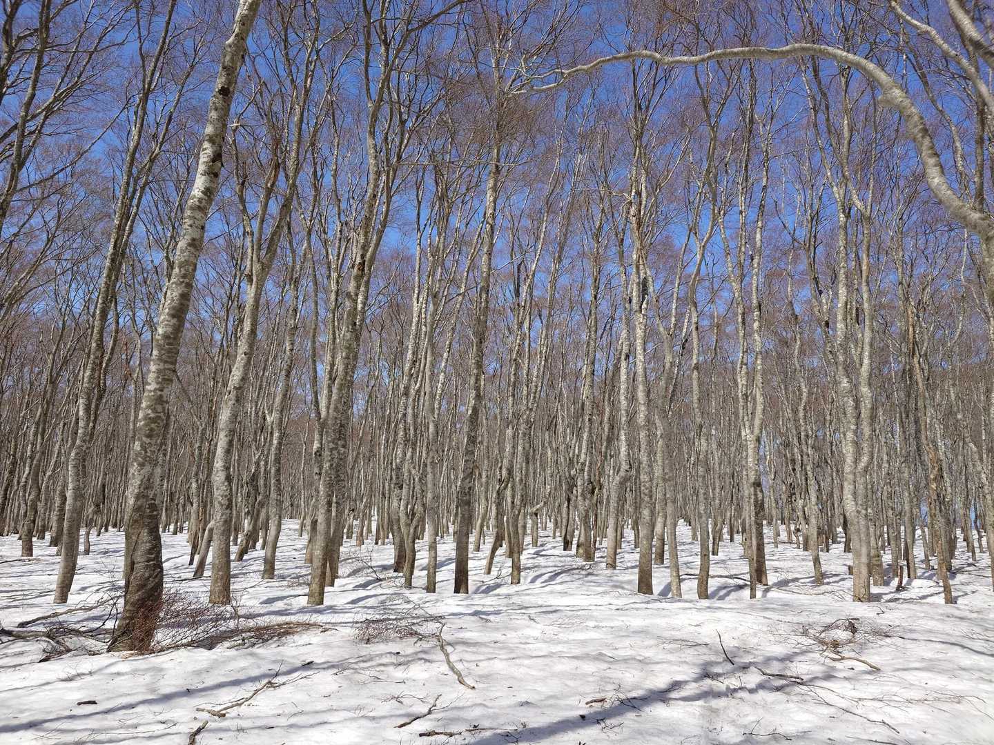 下山中のブナ林と雪原✌️