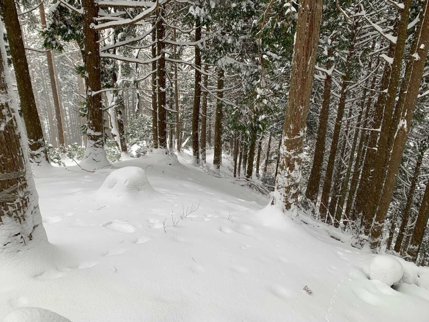 林道の横をふと見ると、雪が積もって、なんか歩けそうな植林の中の斜面。