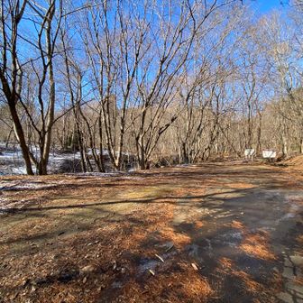 少し白いのが出てきました