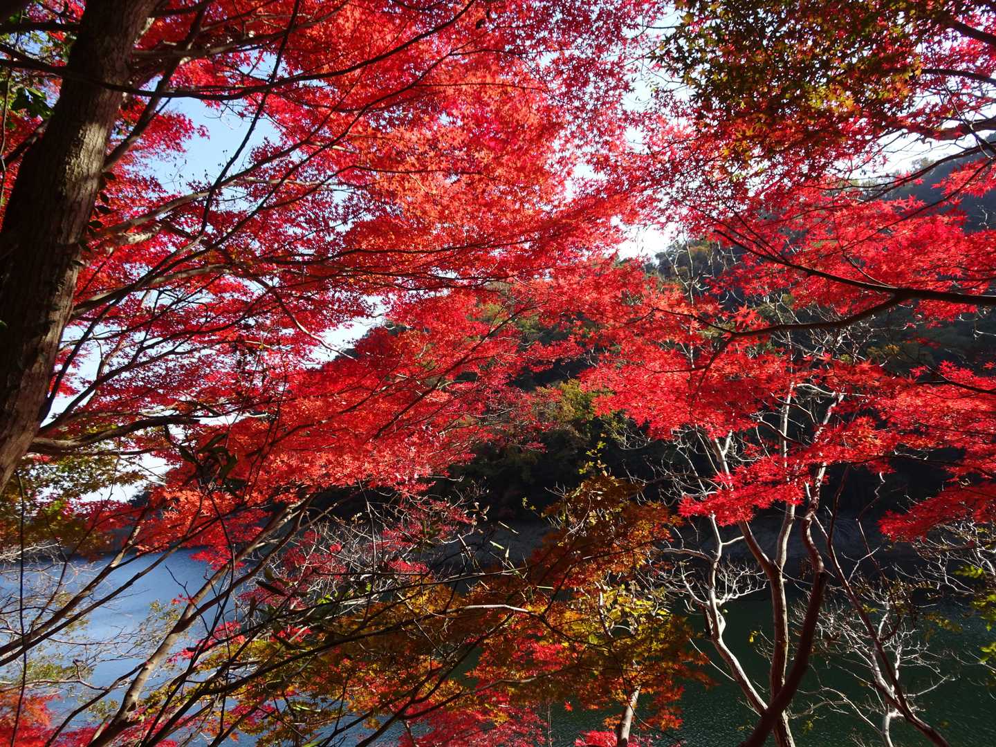 貯水池の紅葉