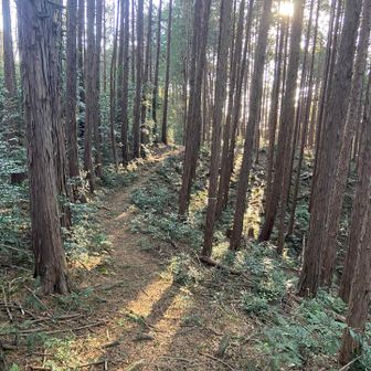 しずかなしずかな山歩き🐝ありがとう