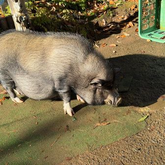 あっという間にキャベツを食べてしまいました