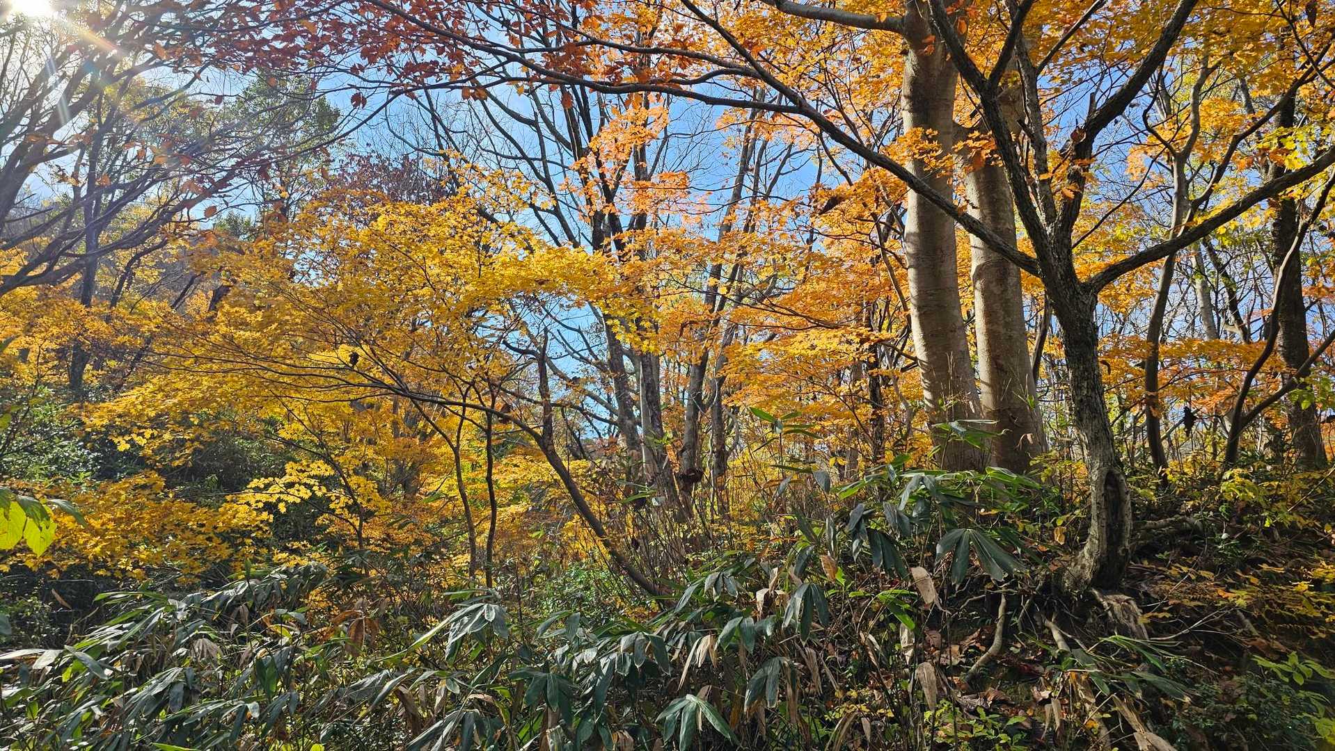 箱屋谷山-地蔵峠 周回コースの写真