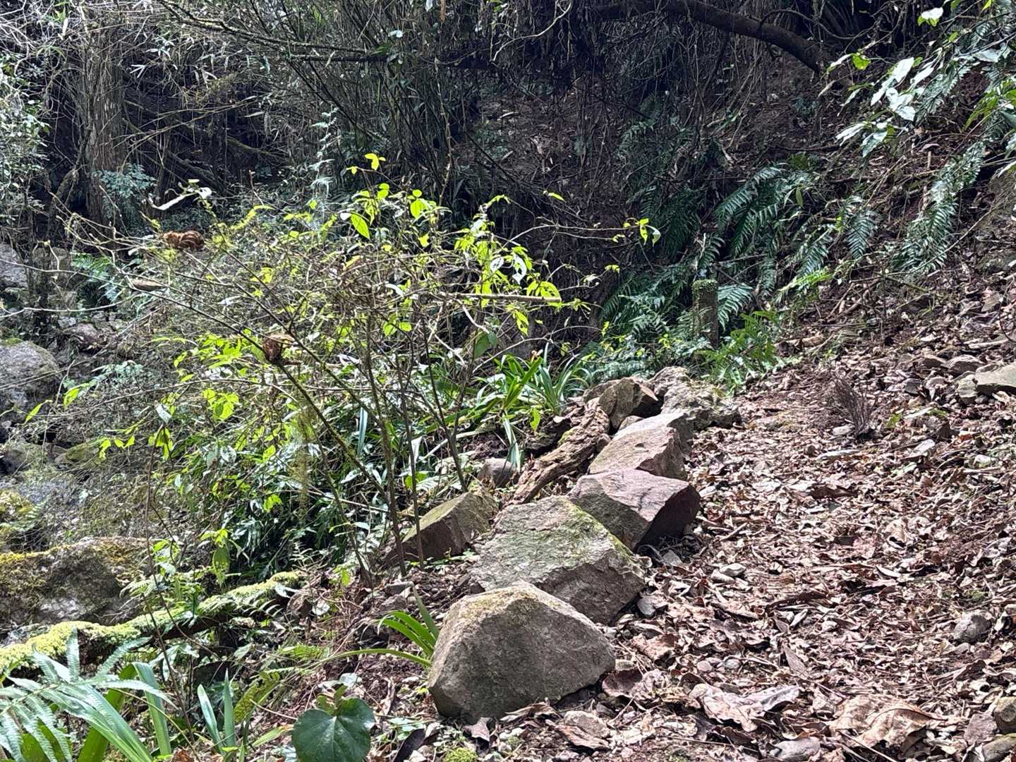 沢に落ちないように石が並べてある。親切〜