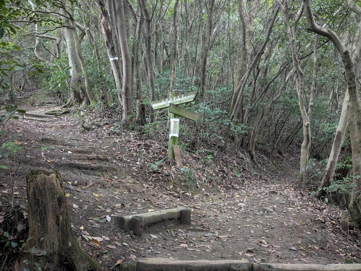 爽健コースとの分岐，右側を登ります。