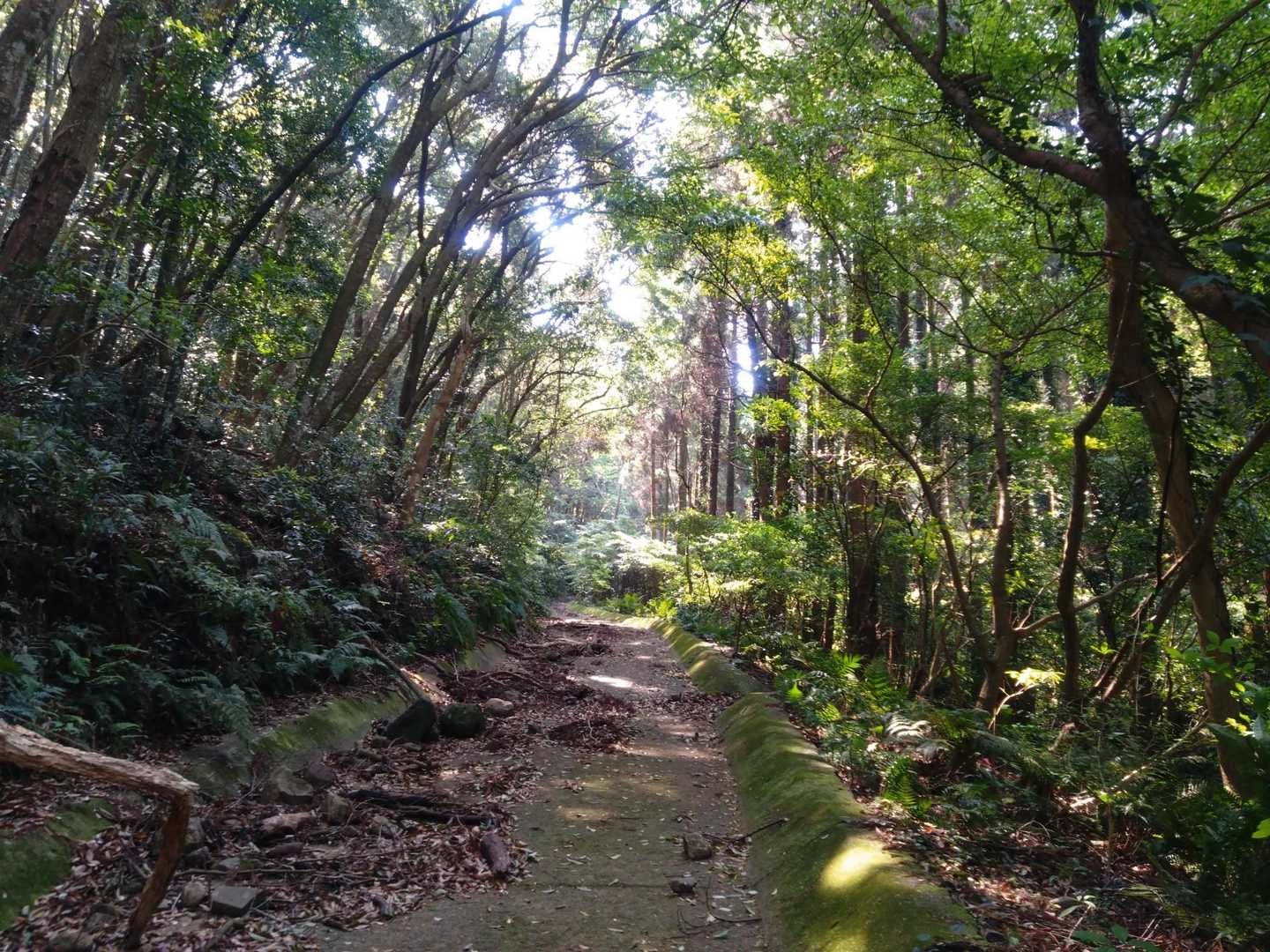 春の日差しが嬉しい林道歩き