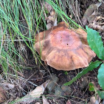 どこでもキノコ🍄‍🟫が盛りだ