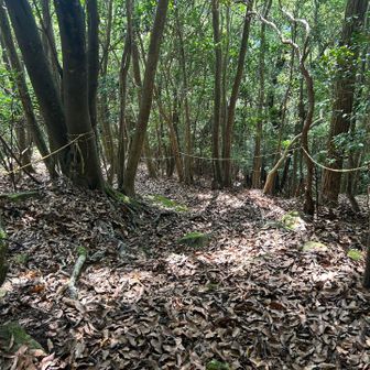 枯葉🍂で滑りやすいです