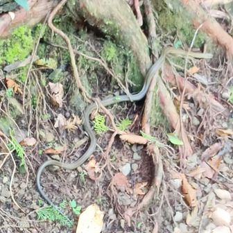 まさか、マムシか？😱
お先にどうぞ🐍
だるまさんが…振り向くなよと念じた😅