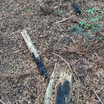 丹三郎山さんちょに木片の燃え跡が
ビバークでも？