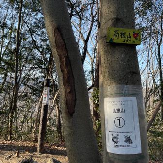 途中の高根山⛰️