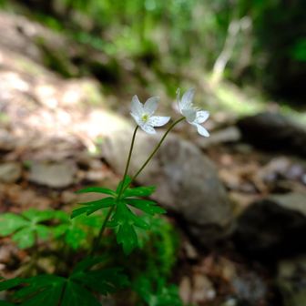 こちらの二輪草がいます。もうお目覚めのよう