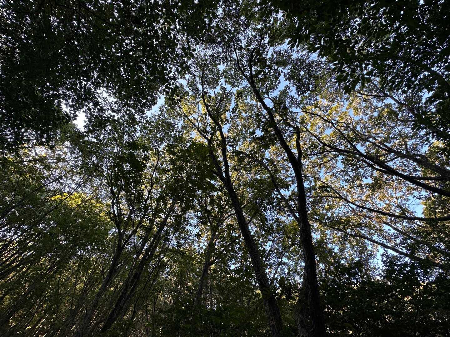 臥龍山登山口-臥龍山 往復コースの写真