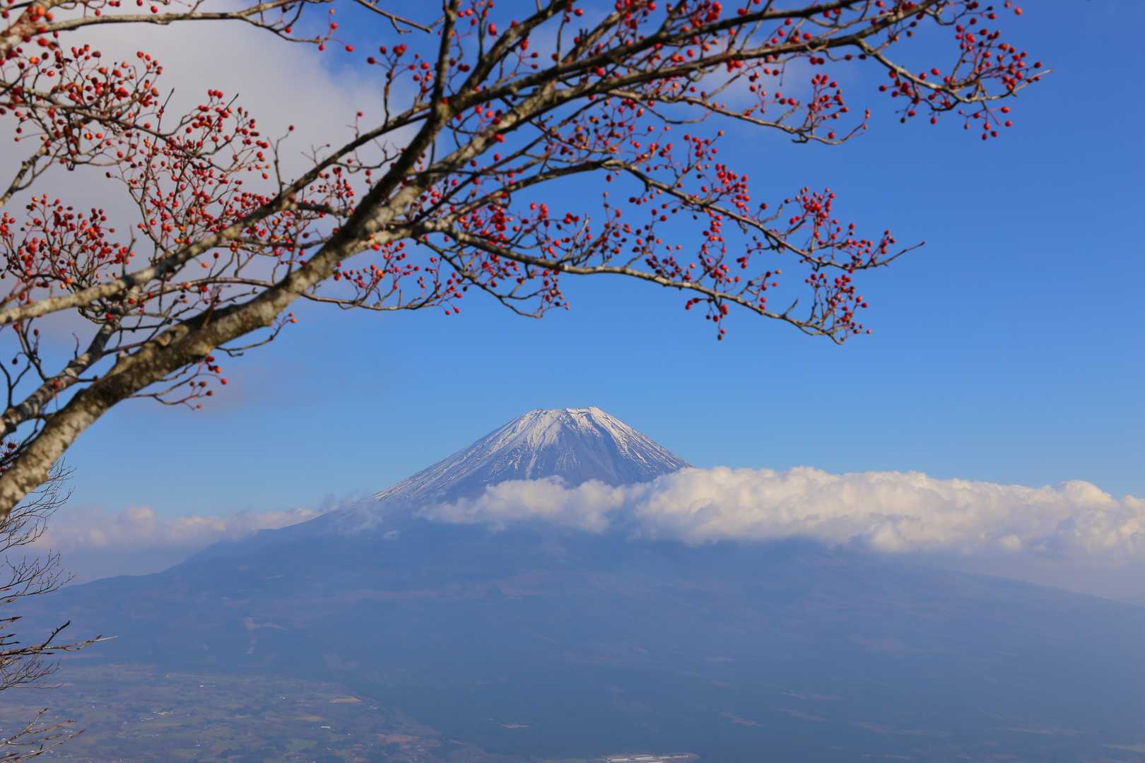 麓登山口-毛無山 往復コースの写真