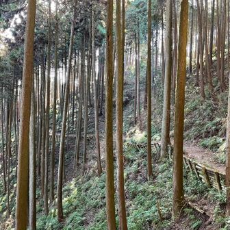 歩き易く整備されています