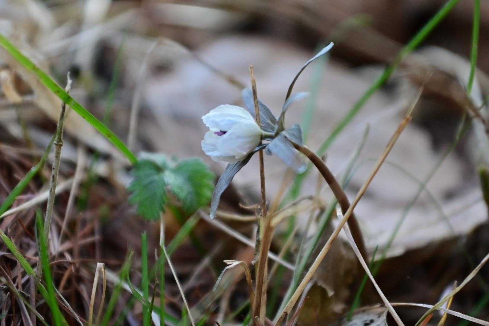 弘法山-弘法山登山口 周回コースの写真