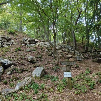 蜘蛛の巣や枝をくぐり抜け、登山道に戻ってまいりました。