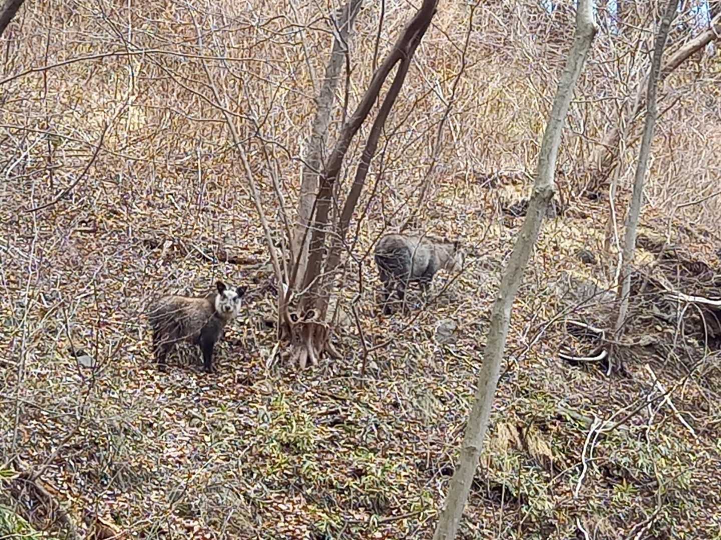 親子連れのカモシカ👫
顔を向けている(子)カモシカ🤣
母親は顔を見せません🙈