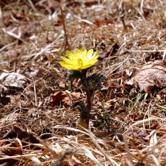 山頂に福寿草が1輪咲いていた

福寿草の花言葉は、その名前の通り
「永久の幸福」
「幸せを招く」
「祝福」など
幸せそうな言葉ばかりです😘