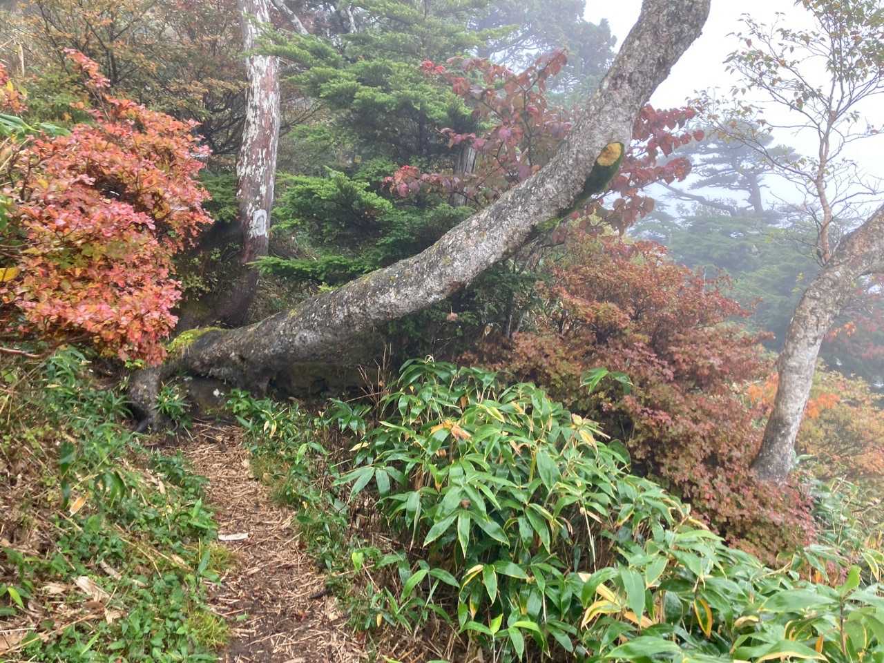 白笹山 往復コースの写真