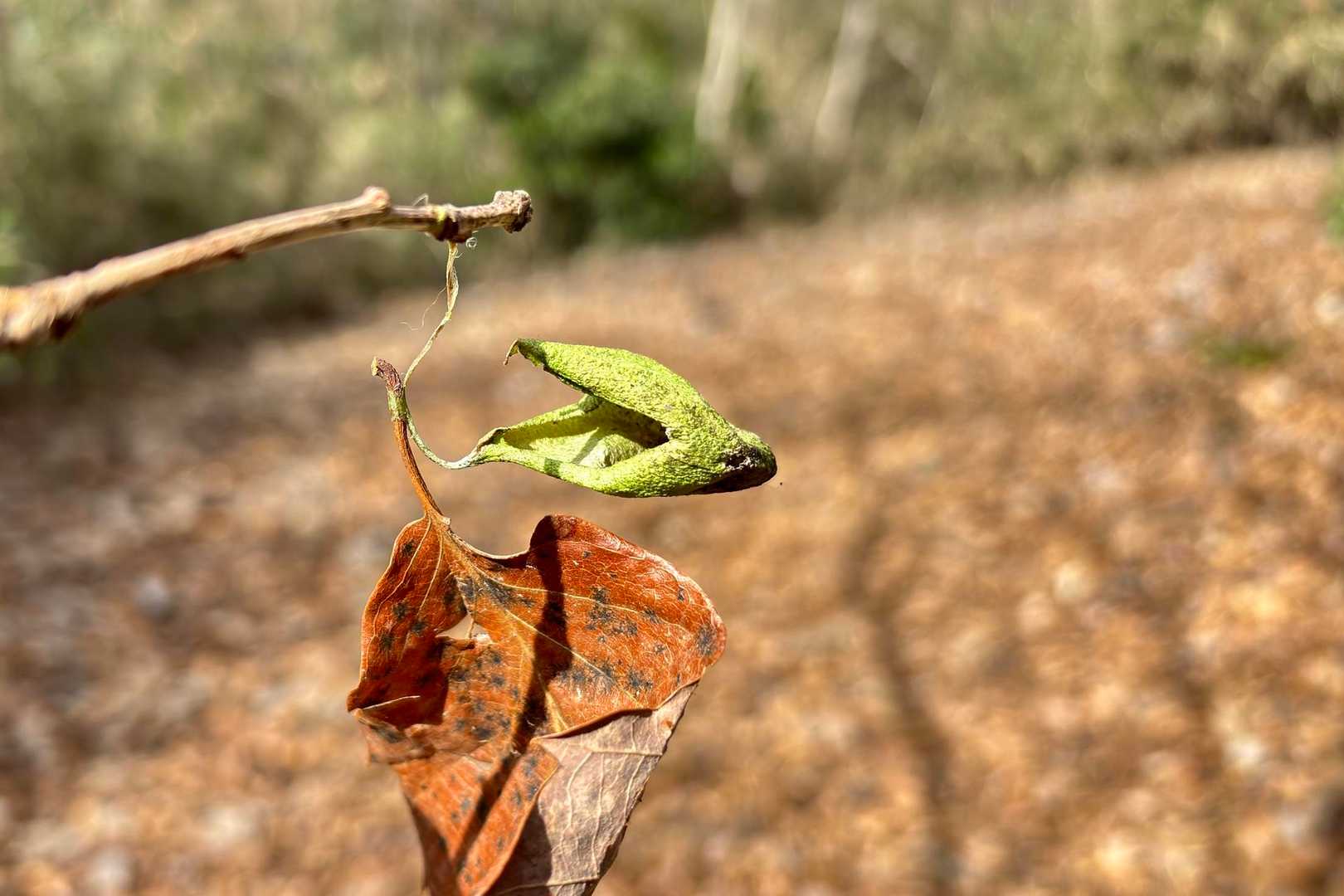 ウスタビラガの繭 ぱっかーん