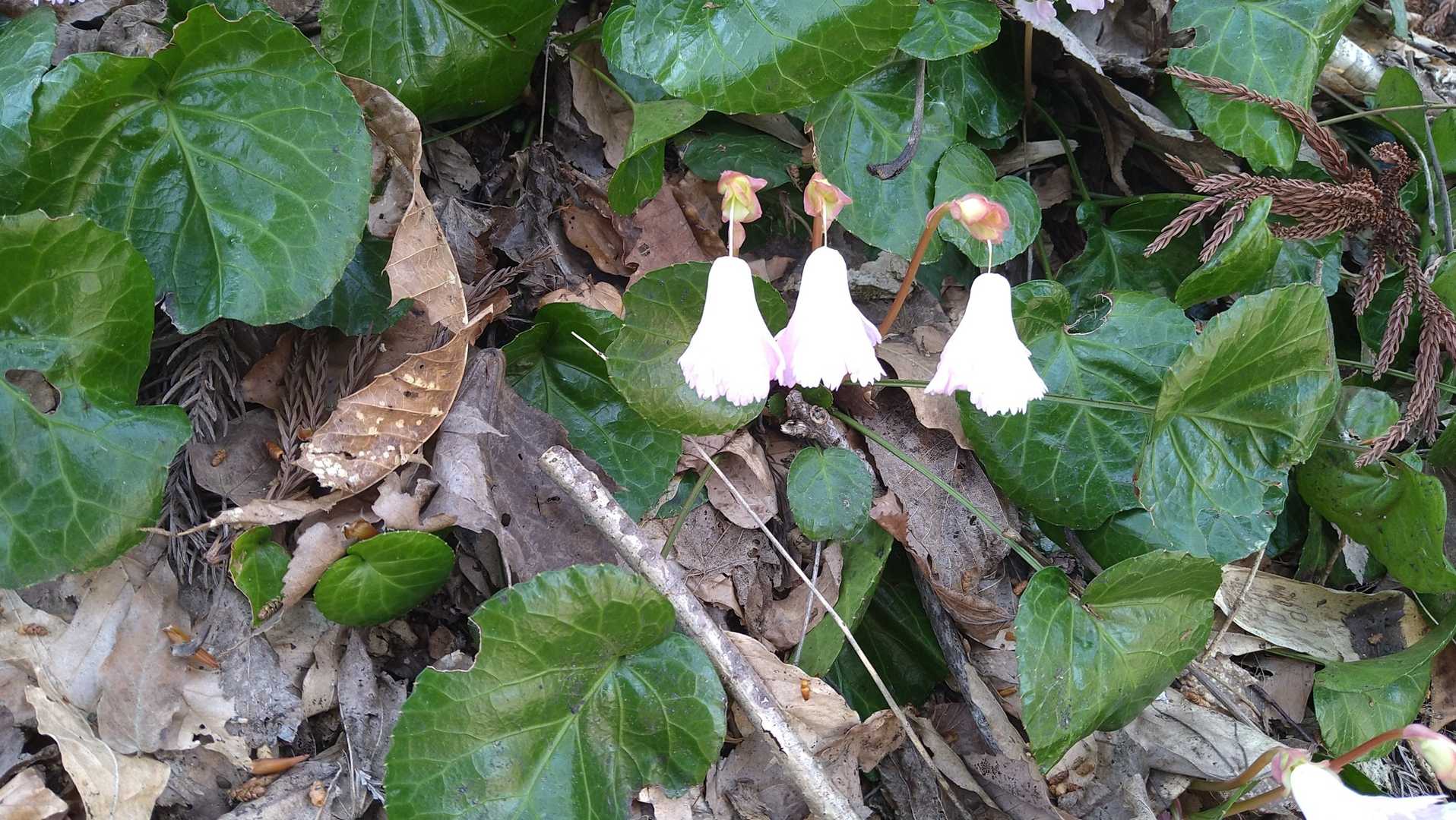 神社の後ろ側にイワウチワ花苑💞🌼
風鈴状態のイワウチワちゃん…🎐めんこい💓