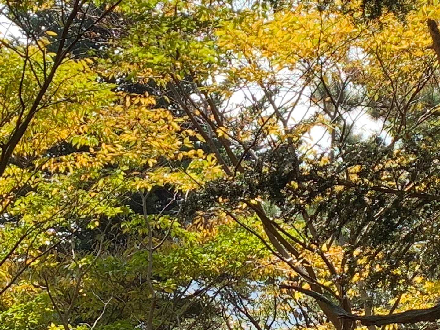 おー、すぐに紅葉🍁のお楽しみ😁