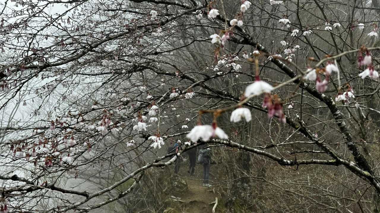 鍋割山・塔ノ岳・烏尾山縦走 の写真 18