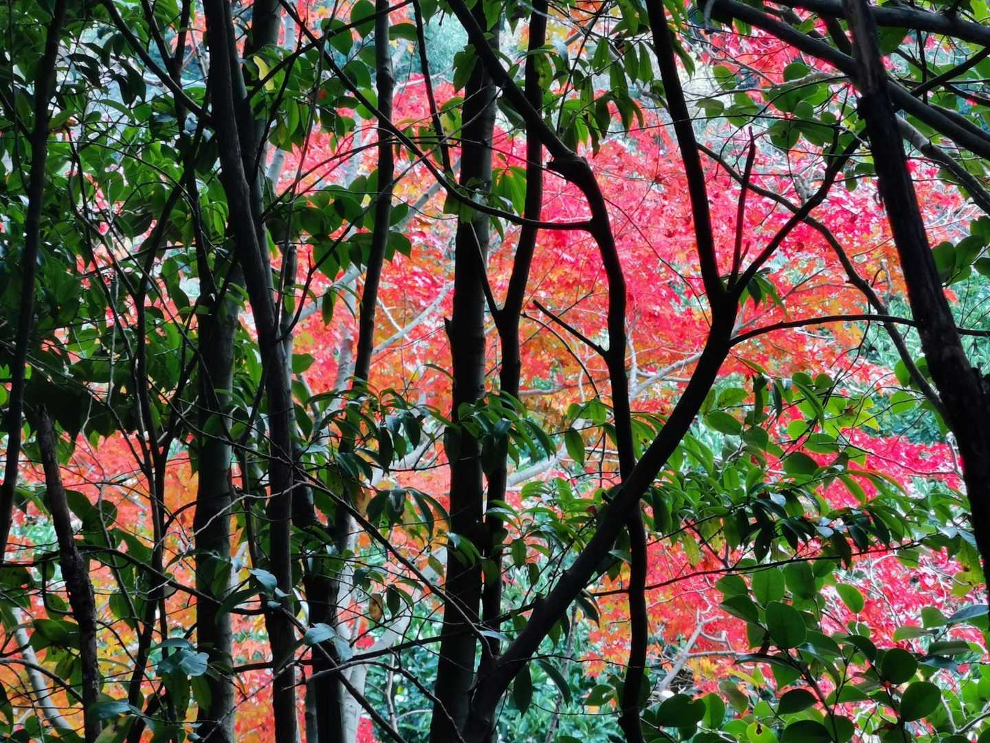 山道〜日差し紅葉😀