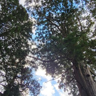 途中のお堂の横にあった大木を見上げる。