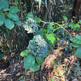 紫陽花は緑w