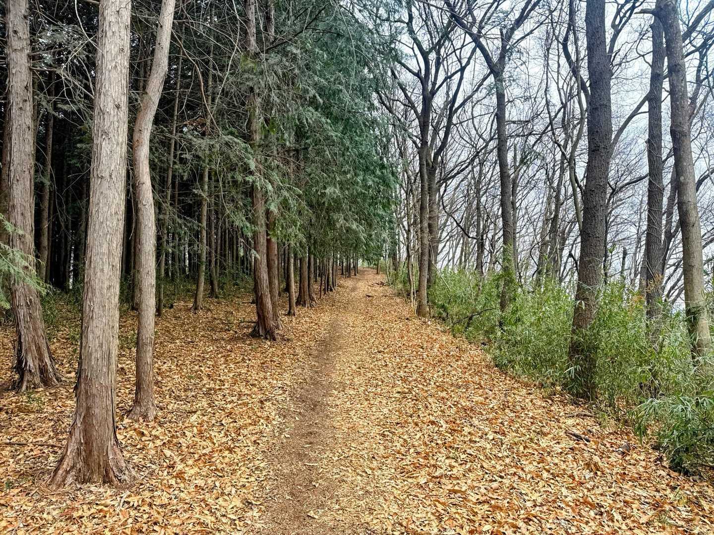 急な所を登ってしまえばご褒美ロード🚶