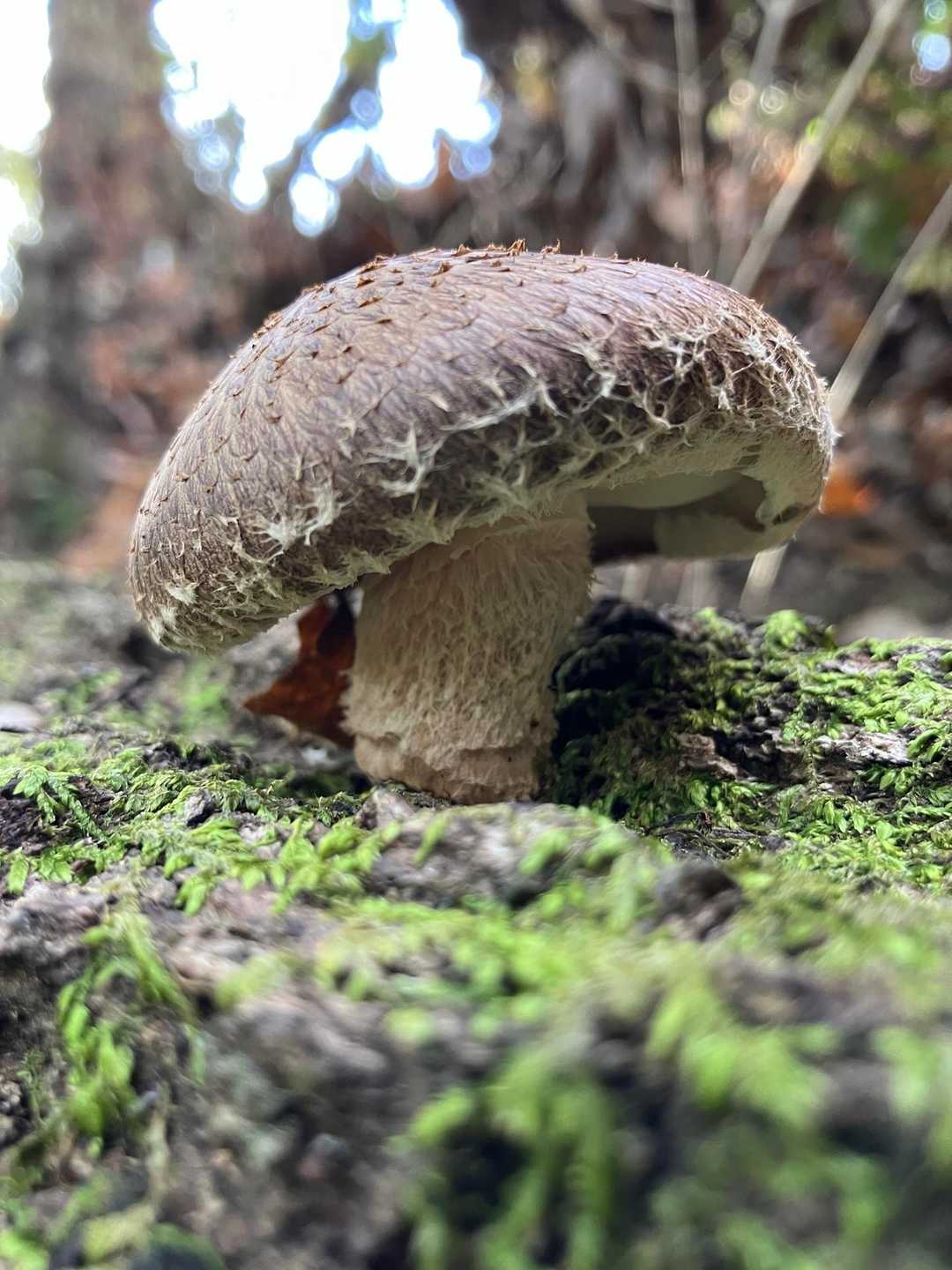美しい〜✨🍄
嬉しさのあまり、2人で小躍り😆