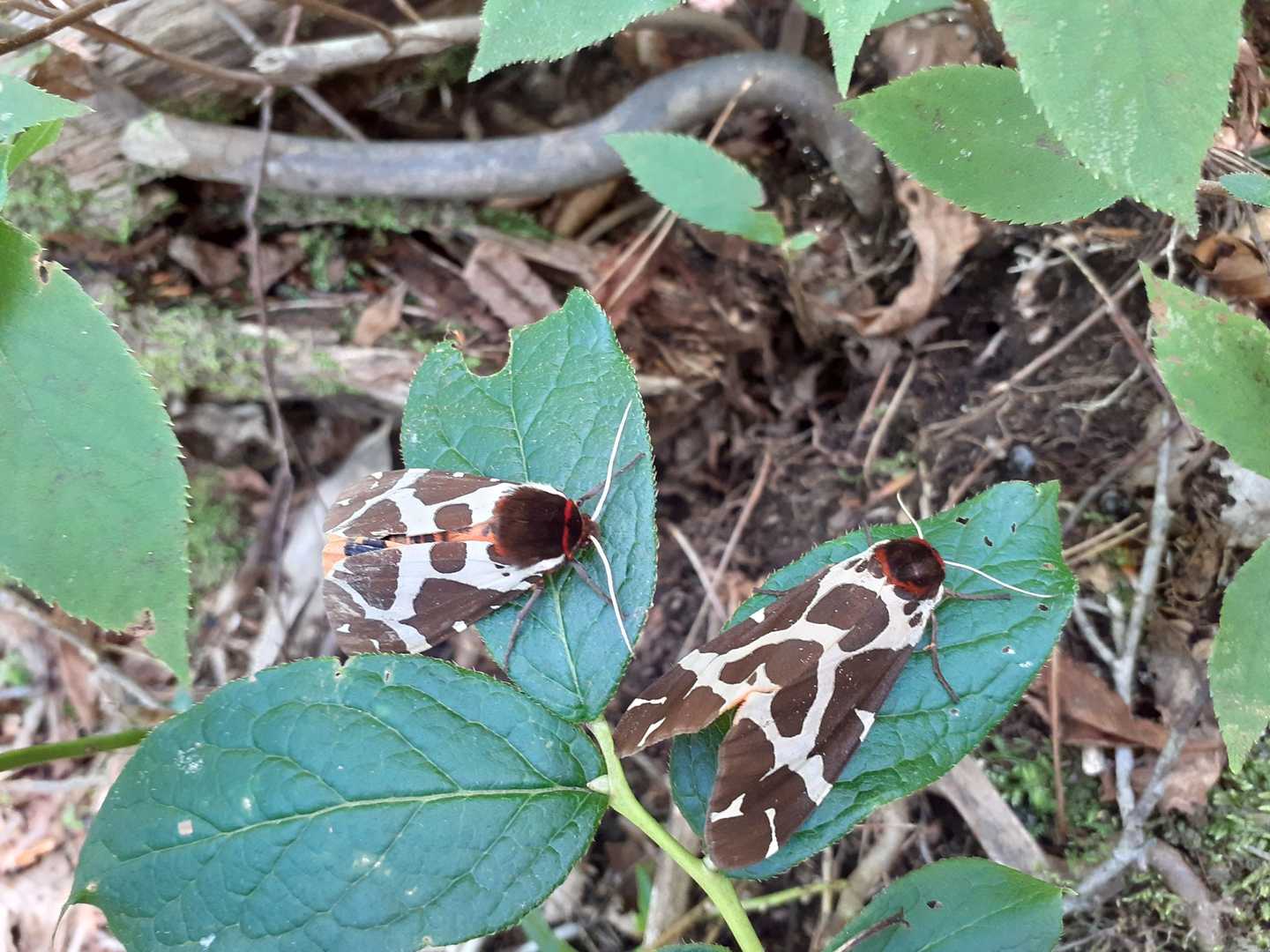 帰ってから調べたらヒトリガのようです🤭中にオレンジの羽が隠れてるようです😁