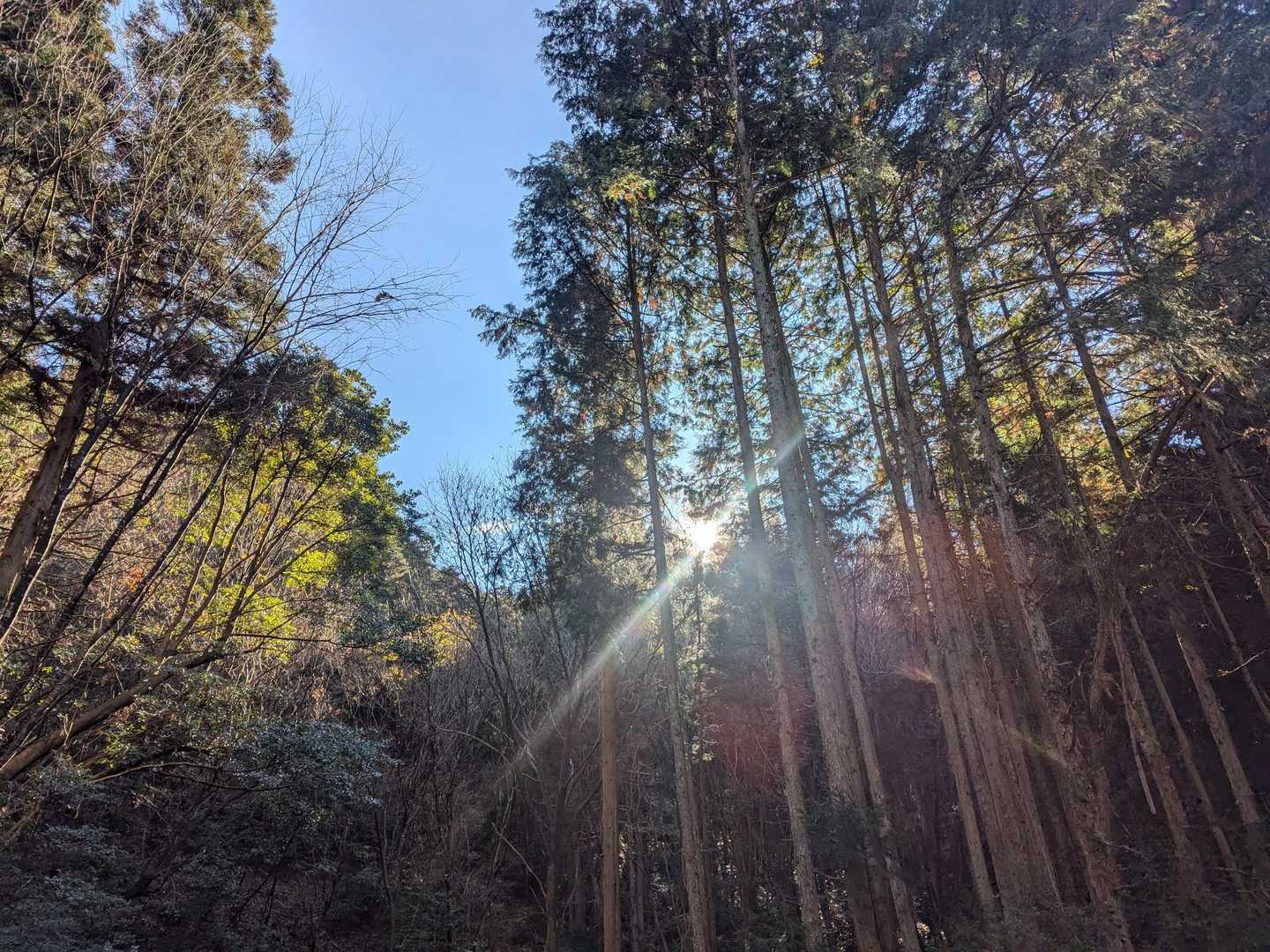 お日さま☀ペッカーン✨
よきよきヾ(*´ー`*)ﾉ﻿🎶

昨日の夜も 今日の朝も
あれくさに天気聞いたら『雨です。』とか言われた…嘘ぢゃんꉂ🤣🤣