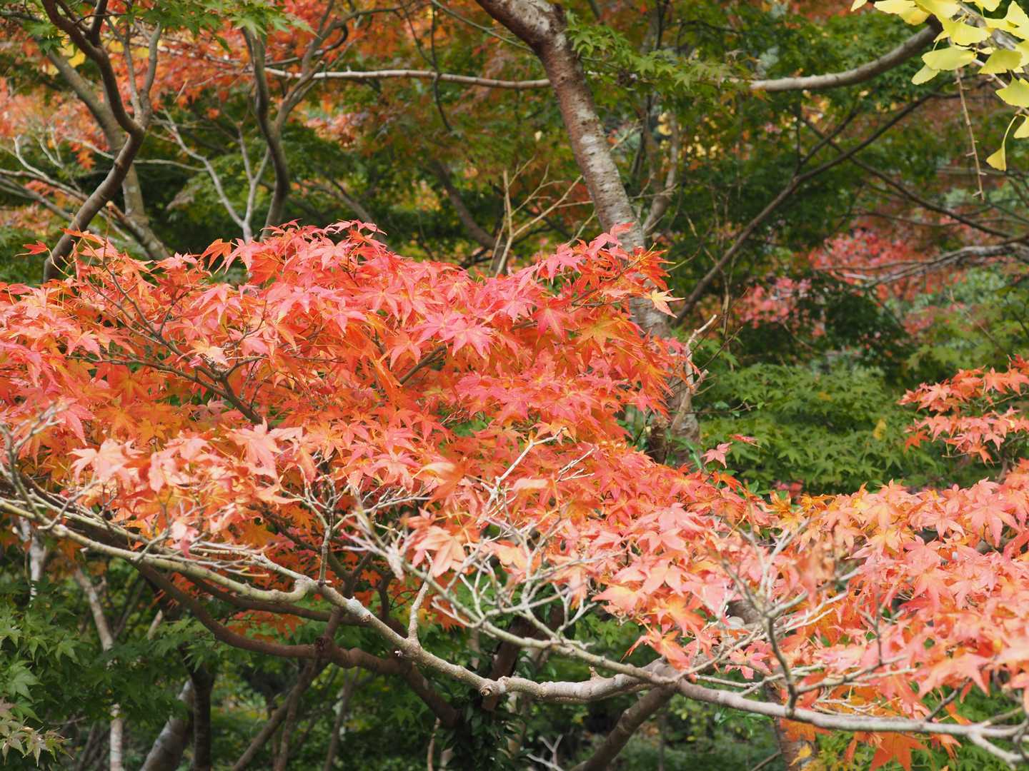 キャンプ場付近は紅葉がいい感じです。
