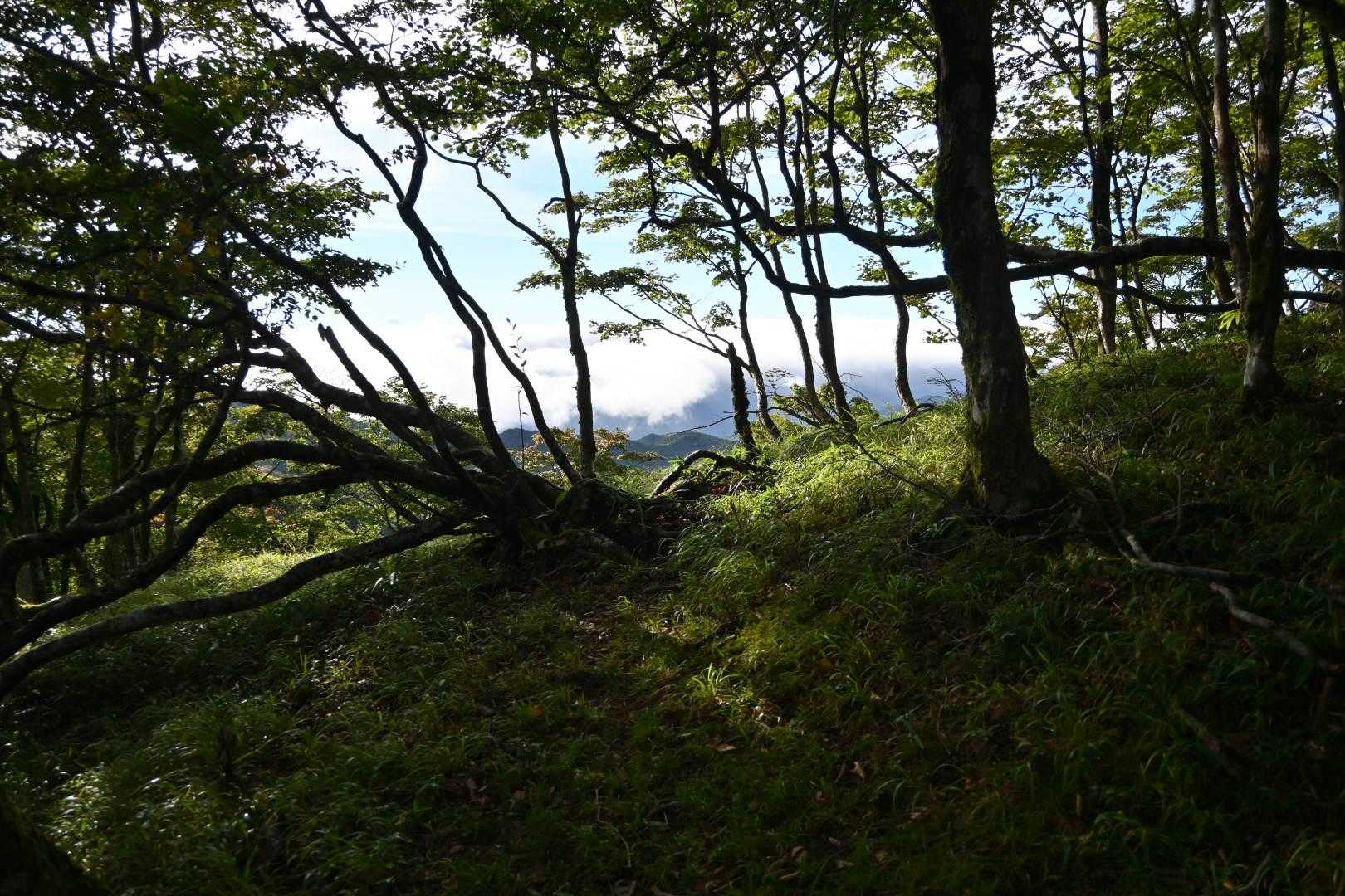 八経ヶ岳 | 近畿最高峰の絶景パノラマ。苔むす原生林を抜け大峰の峰々を望むの写真