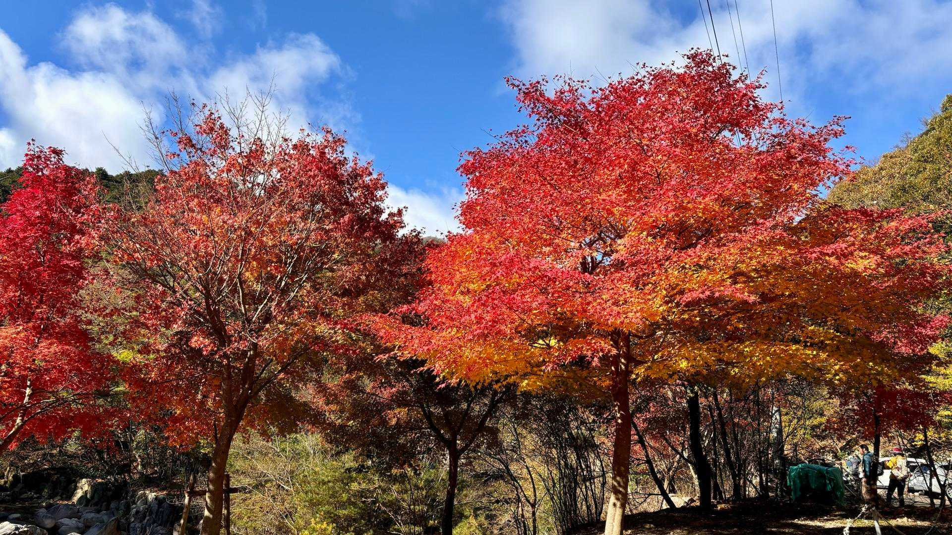 駐車場付近の紅葉🍁