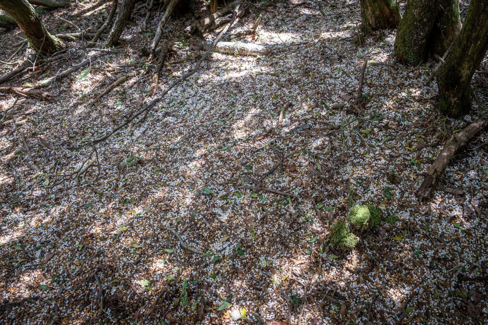 馬酔木の花が落ちて地面が白くなっていた
雹みたいです❄️