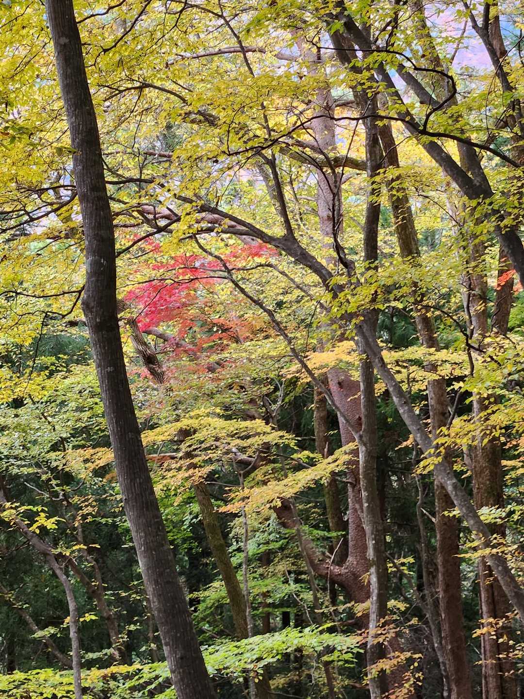 東日原バス停-横篶山-天目山 往復コースの写真