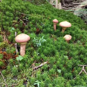 苔とキノコ