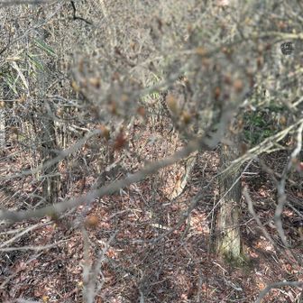 まったくピント合ってませんが、ツツジのつぼみ