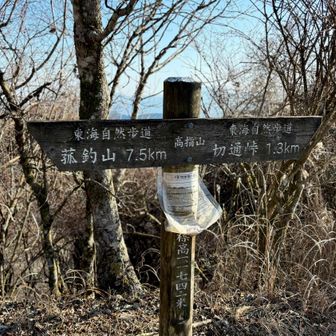 本日の最終ピーク
標識にずっと高指山があったので、ここ目指して歩いてきた