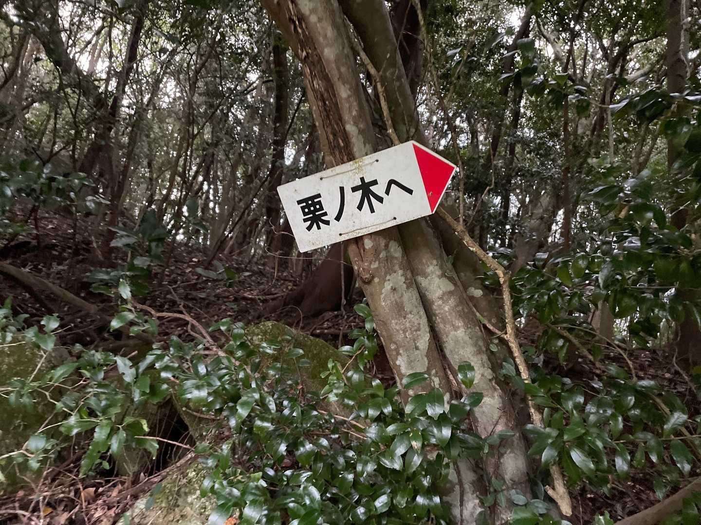 栗の木登山口-作礼山 往復コースの写真