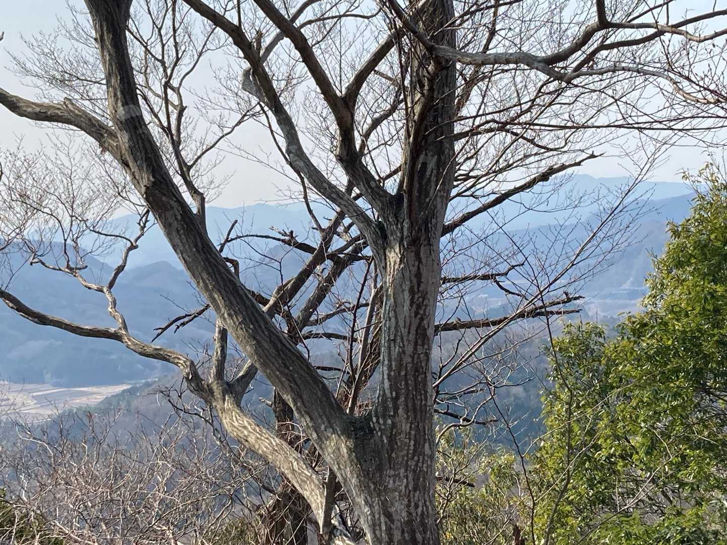 赤沢富士-鶏足山-焼森山 周回コースの写真