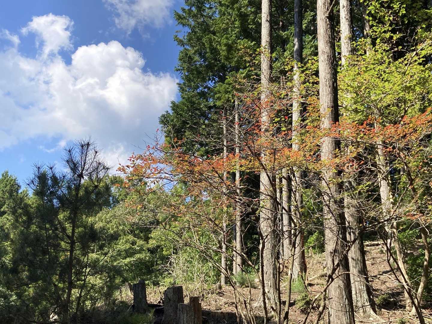 霊山登山口-霊山 周回コースの写真