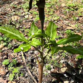 本日のナンバーワン