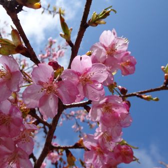 桜も咲いていた