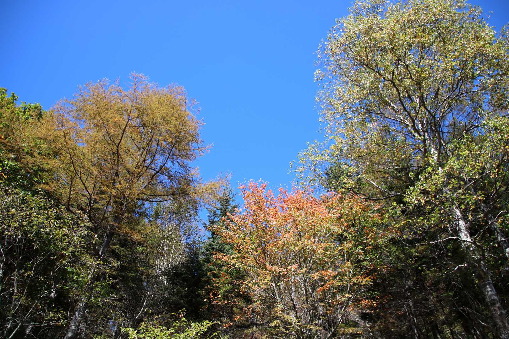 青空といろんな種類の木のいろんな色
今回も晴天の中楽しい山歩きでした〜(≧∀≦)
おしまい。